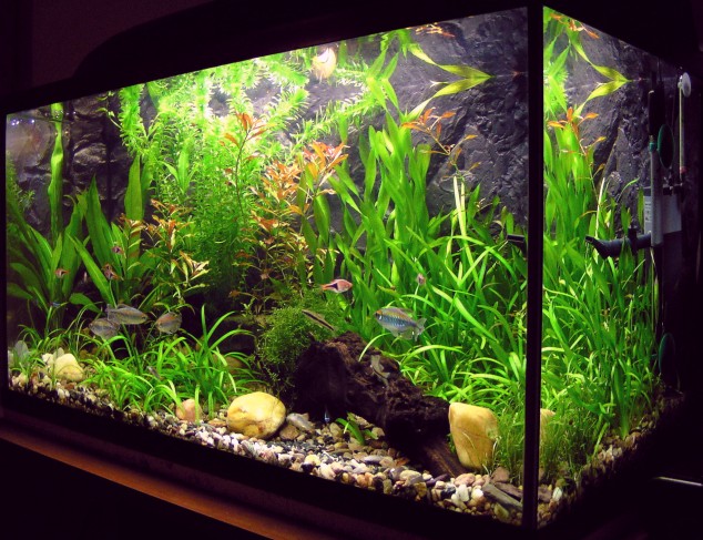 4 reasons to take an aquarium for your child